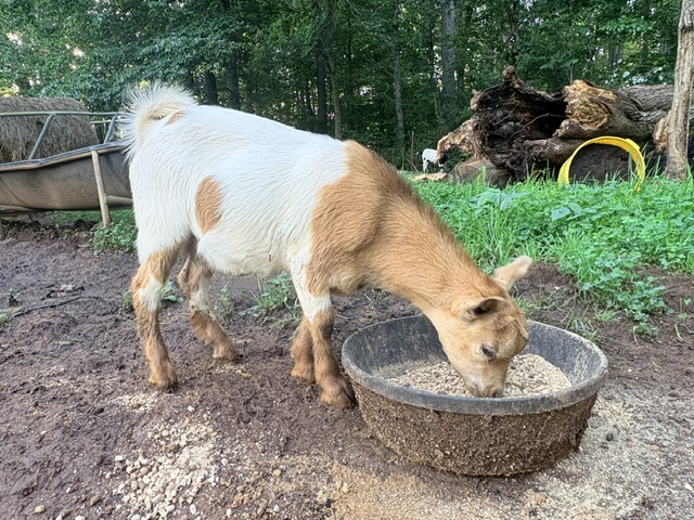 Fainting Goats
