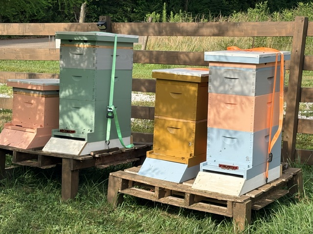 honey
